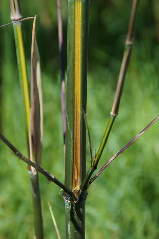 Phyllostachys arcana Luteosulcata Yellowstone